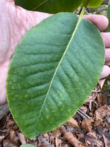 Rododendro Catawba — Bild 2