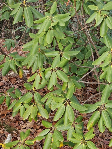 Rododendro Catawba — Bild 4