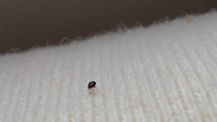 Scarabeo palla