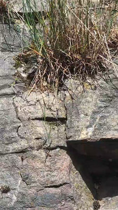 Lucertola muraiola – Bingen am Rhein, Renania-Palatinato