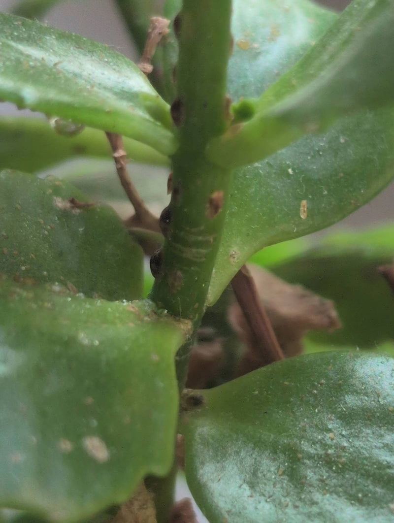 Diverse cocciniglie brune sono allineate strettamente sul fusto verde di una pianta. Gli insetti bombati sono ben visibili.