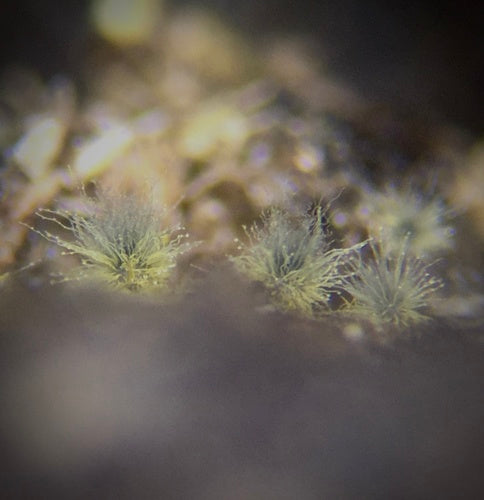 Chaetomium globosum — Bild 2