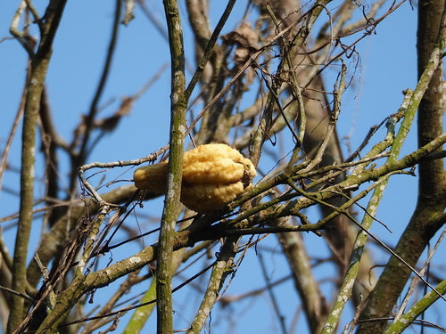 Chayote — Bild 1