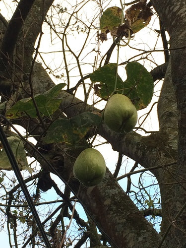 Chayote — Bild 3