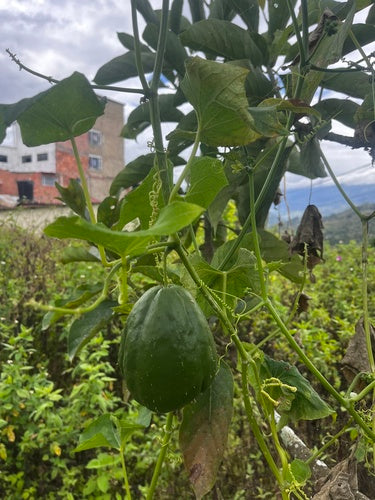 Chayote — foto 2 di 8