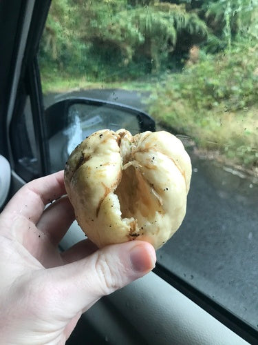 Chayote — foto 5 di 8