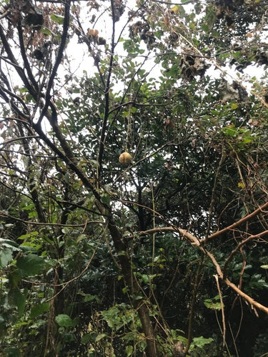 Chayote — foto 4 di 8