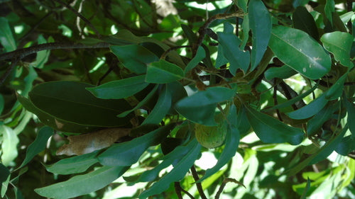 Cherimoia — foto 2 di 5
