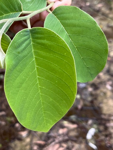 Cherimoia — foto 1 di 5