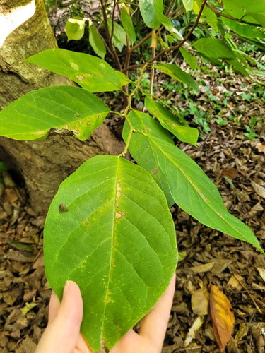 Cherimoia — foto 4 di 5