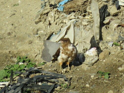 Chimangokarakara — foto 2 di 8