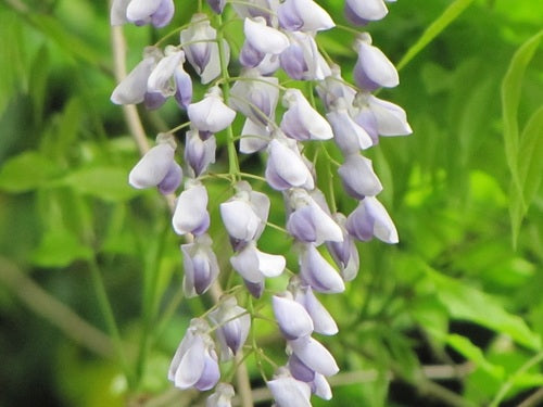 Glicine cinese — Bild 5