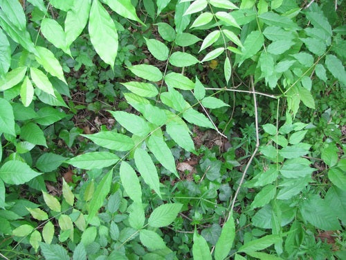 Glicine cinese — Bild 4