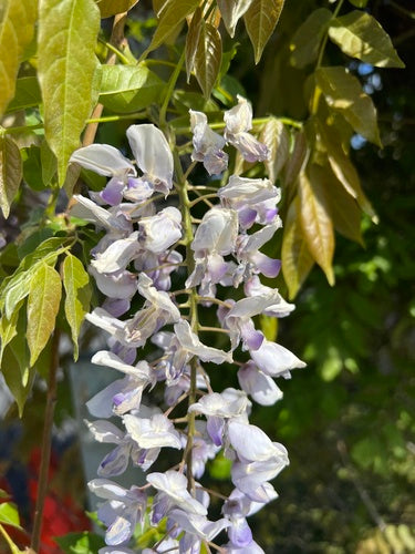 Glicine cinese — Bild 2