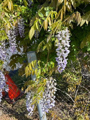 Glicine cinese — Bild 3