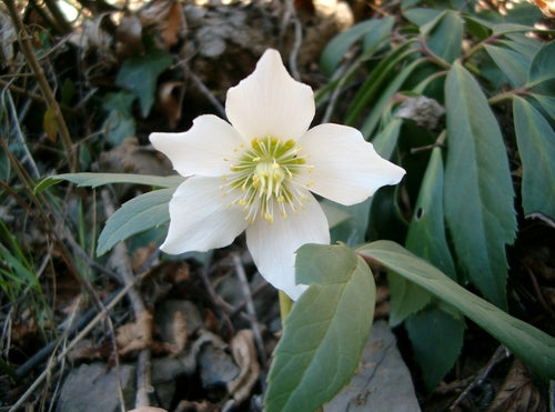 Rosa di Natale — Bild 2