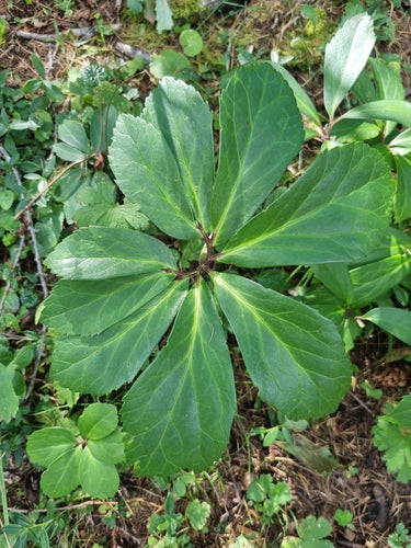 Rosa di Natale — Bild 5