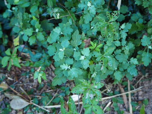 Chrysanthemen - Bild 7