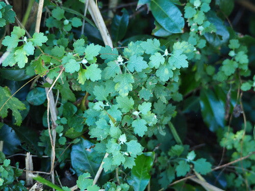 Chrysanthemen - Bild 6