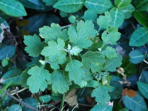 Chrysanthemen - Bild 5