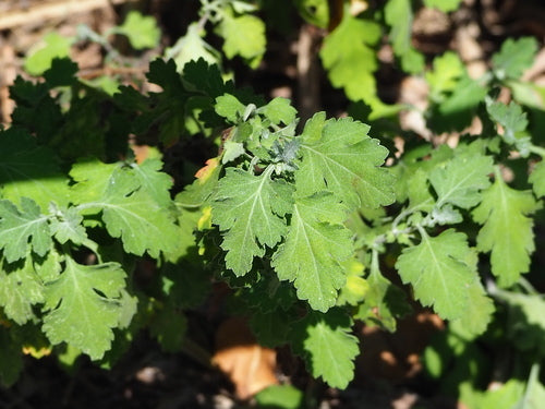 Chrysanthemen - Bild 1