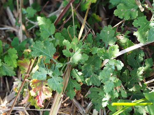 Chrysanthemen - Bild 3