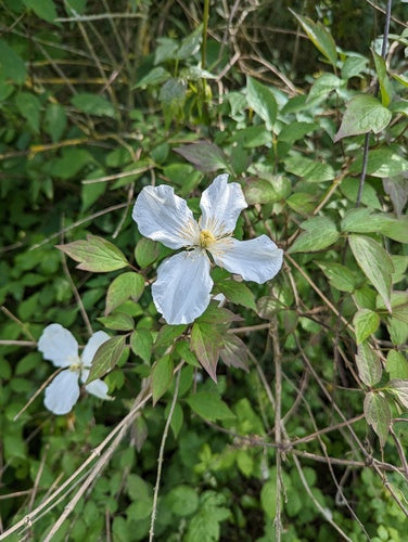 Clematide — foto 5 di 52