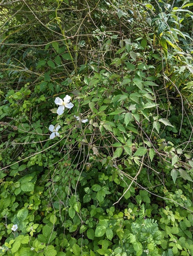 Clematide — foto 4 di 52