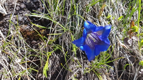 Genziana Clusius — foto 3 di 9