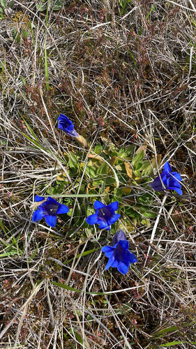 Genziana Clusius — foto 2 di 9