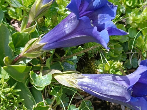 Genziana Clusius — foto 5 di 9