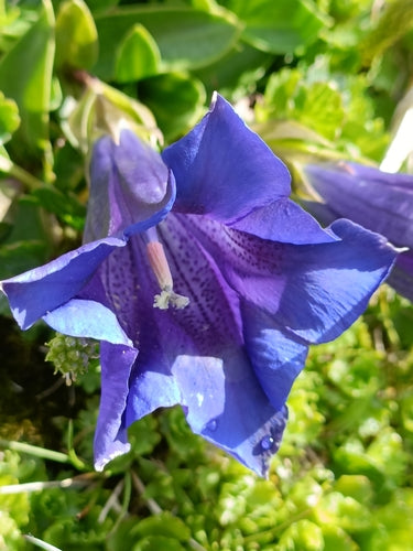 Genziana Clusius — foto 4 di 9