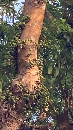 Grappolo fig — foto 5 di 8