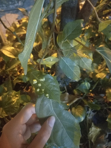 Grappolo fig — foto 4 di 8