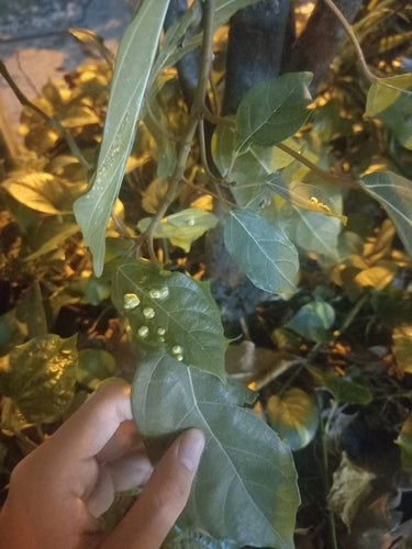 Grappolo fig — foto 3 di 8