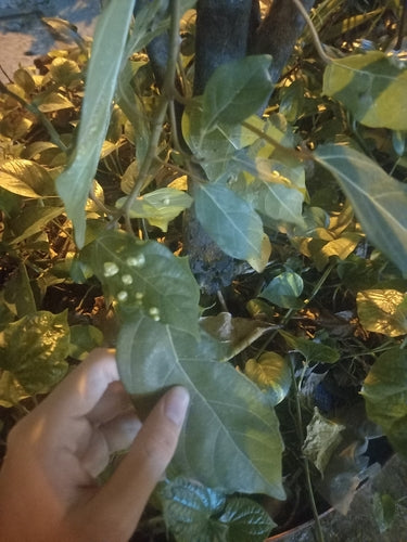 Grappolo fig — foto 2 di 8