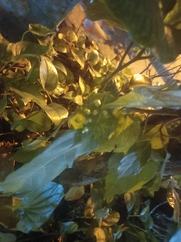 Grappolo fig — foto 1 di 8
