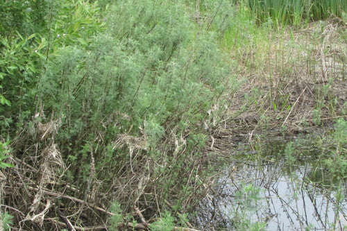 Erba di cola — Bild 3