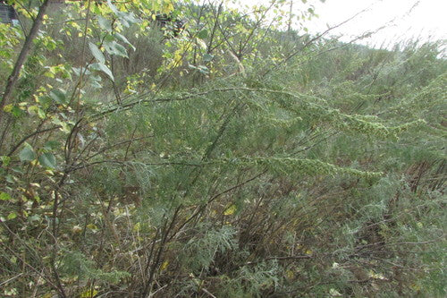 Erba di cola — Bild 2