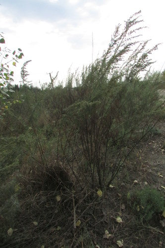 Erba di cola — Bild 1