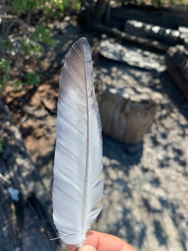 Columba Livia Forma Domestica — foto 1 di 8