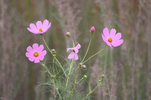 Cosmea — Bild 2