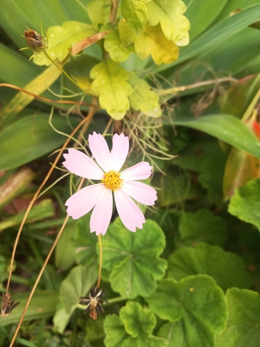 Cosmea — Bild 5