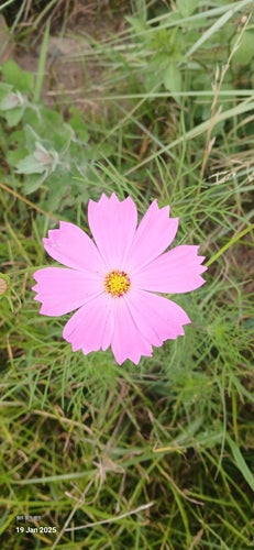 Cosmea — Bild 4