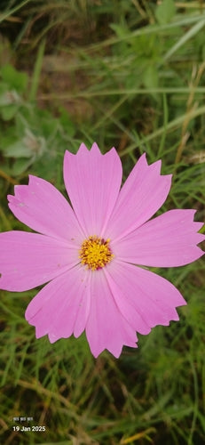 Cosmea — Bild 3