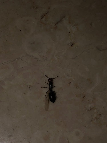 Crematogaster Scutellaris — Bild 1