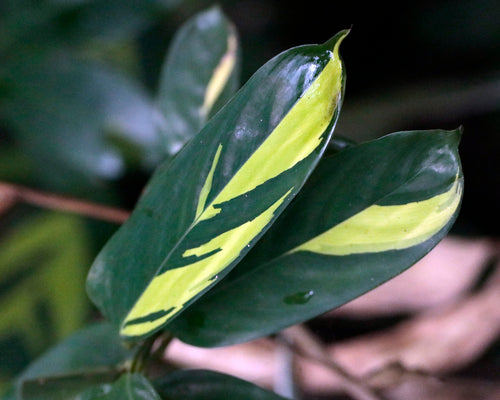 Ctenanthe — foto 2 di 2