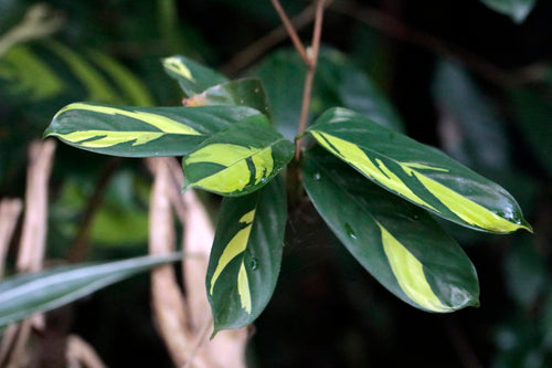 Ctenanthe — foto 1 di 2