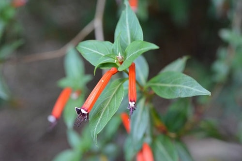 Cuphea — foto 2 di 7
