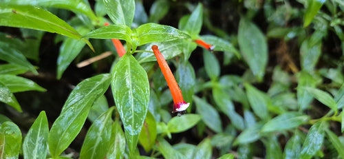 Cuphea — Bild 4